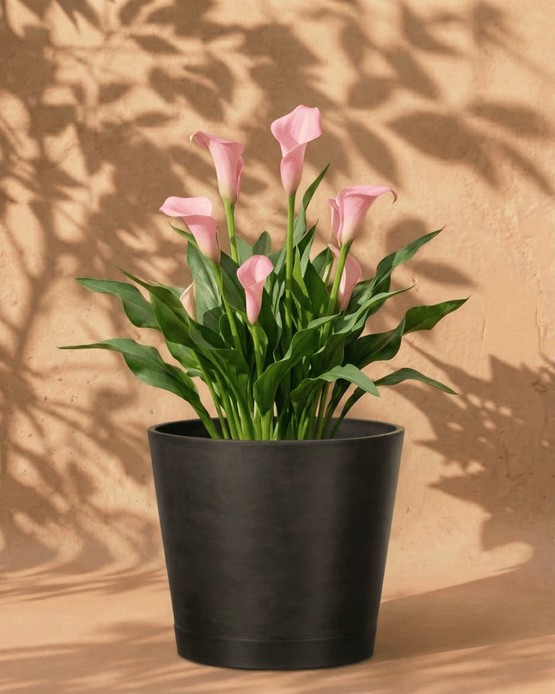 feey-calla-rosa-zantedeschia-garnet-glow-rhizome image 6