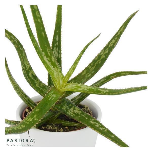 pasiora-aloe-bakeri-sukkulente-6cm-topf image 1