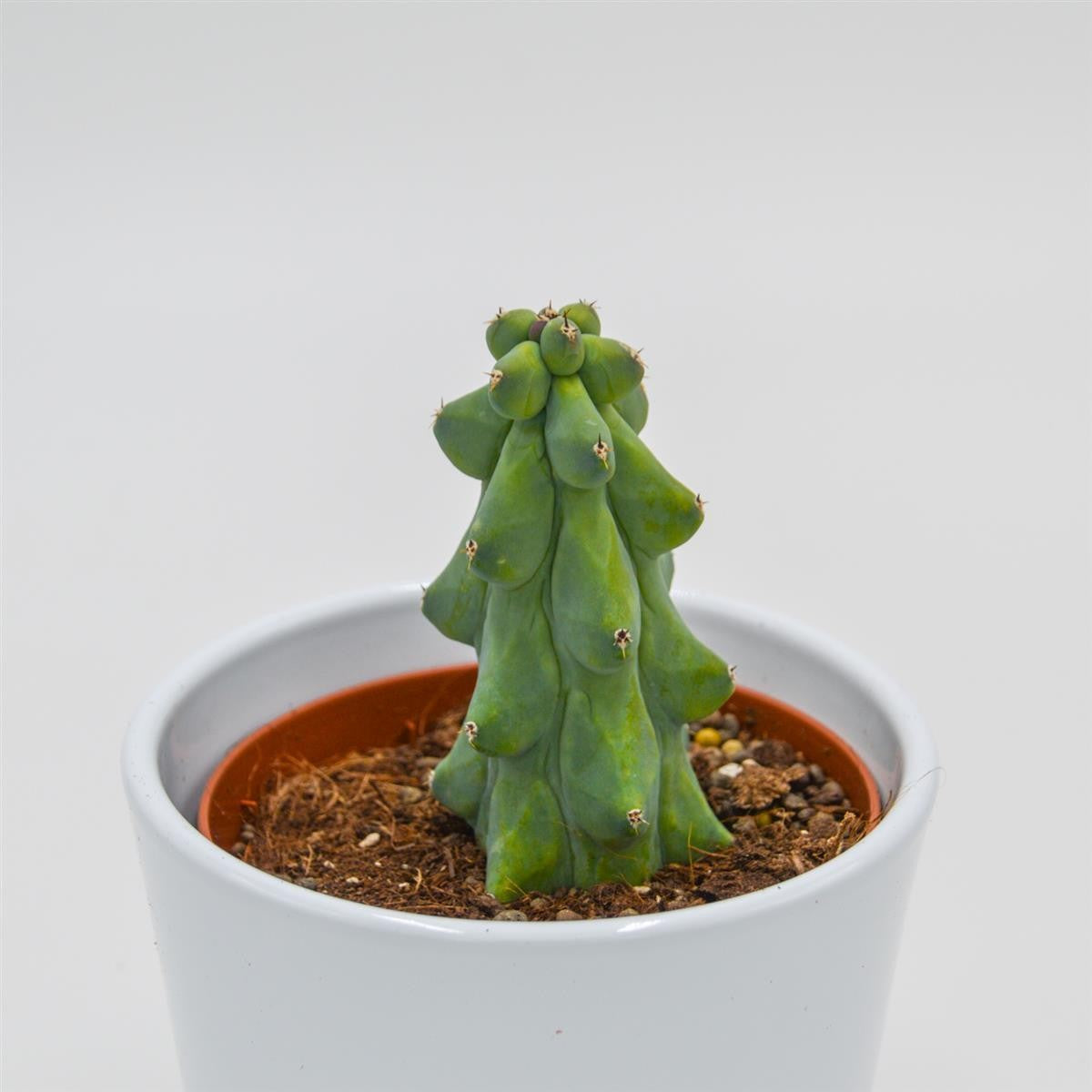 pasiora-myrtillocactus-geometrizans-fukurokuryuzinboku-boobie-cactus-sukkulente- image 1