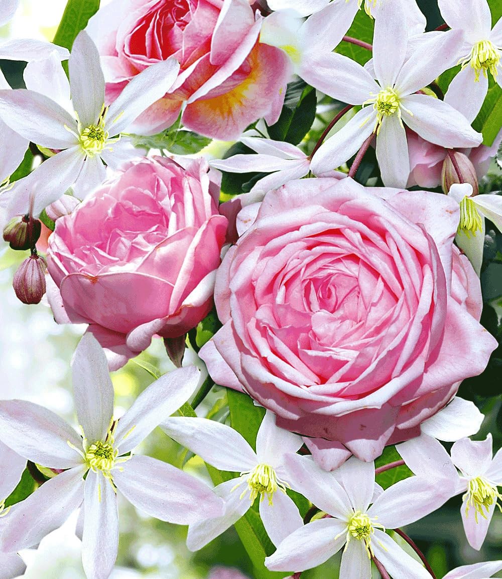 baldur-garten-2er-set-clematis-armandii-rose-nah-ma image 2