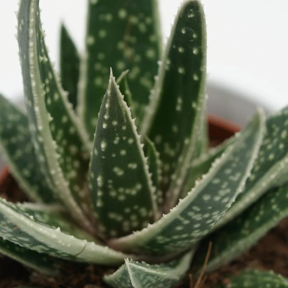 pasiora-x-gasteraloe-doreen-hybride-5-5-cm-topf image 1