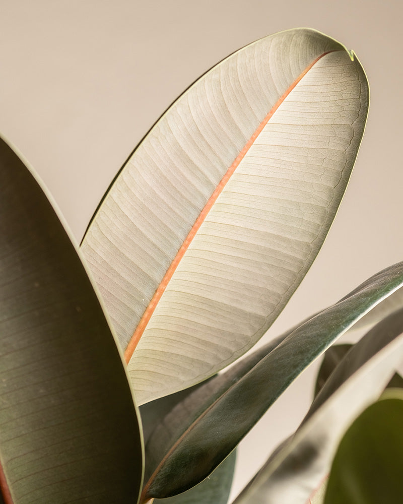 feey-gummibaum-xl-zimmerpflanze-ficus-elastica-abidjan image 8