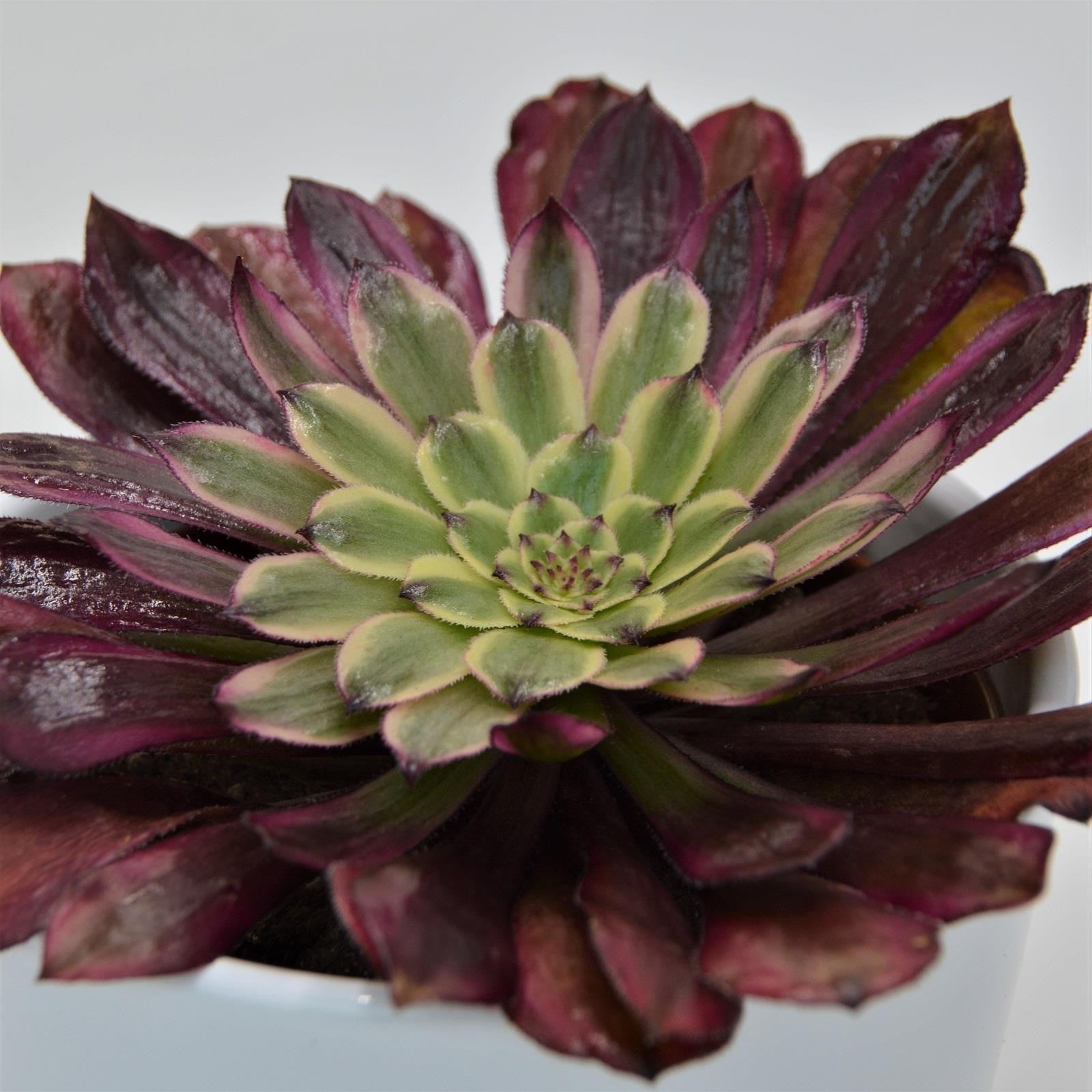pasiora-aeonium-mardi-gras-rosetten-sukkulente-10-5cm-topf image 3
