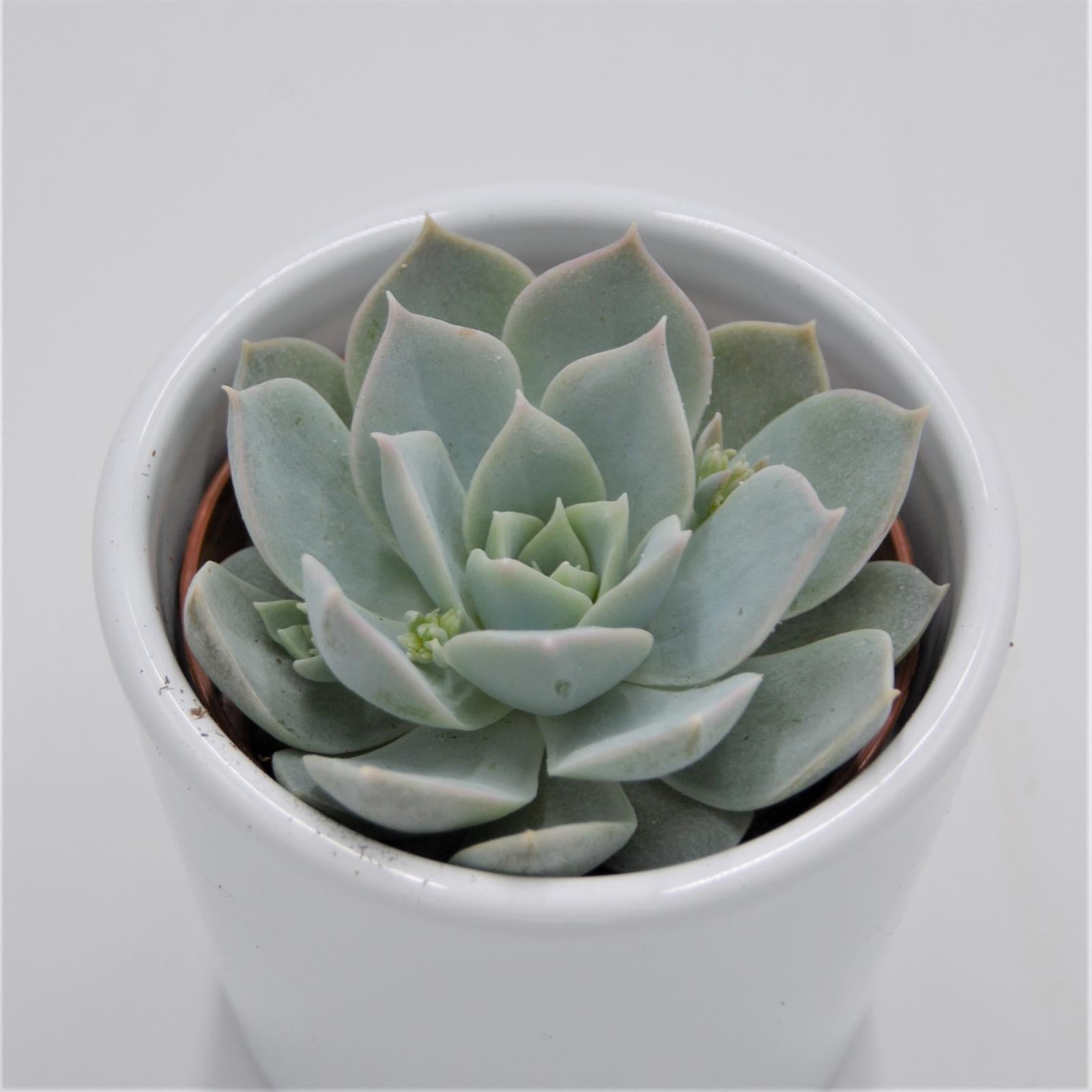 pasiora-sedum-suaveolens-sukkulente-6cm-topf image 1