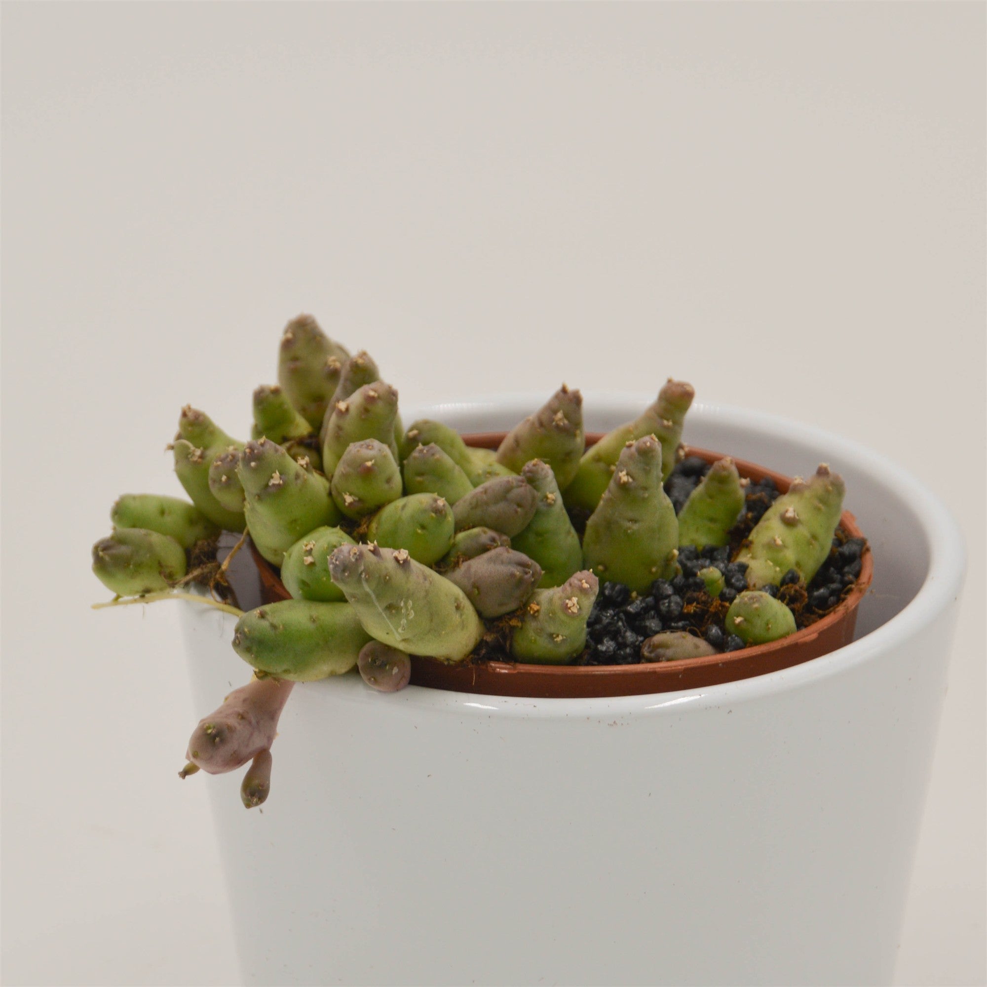 pasiora-piaranthus-barrydalensis-sukkulente-8cm image 2