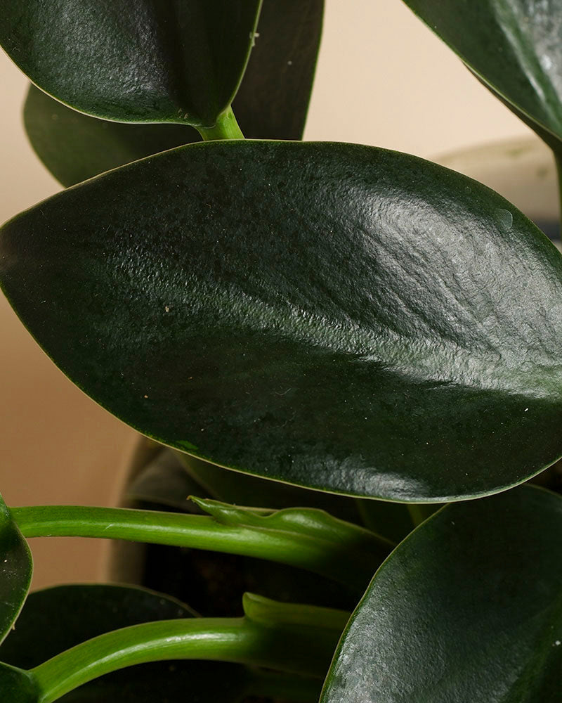 feey-philodendron-imperial-green-zimmerpflanze-baumfreund image 8