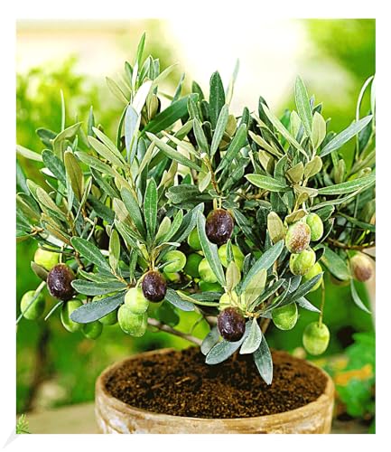 baldur-garten-olivenbaum-olea-europaea-im-12-cm-topf image 3