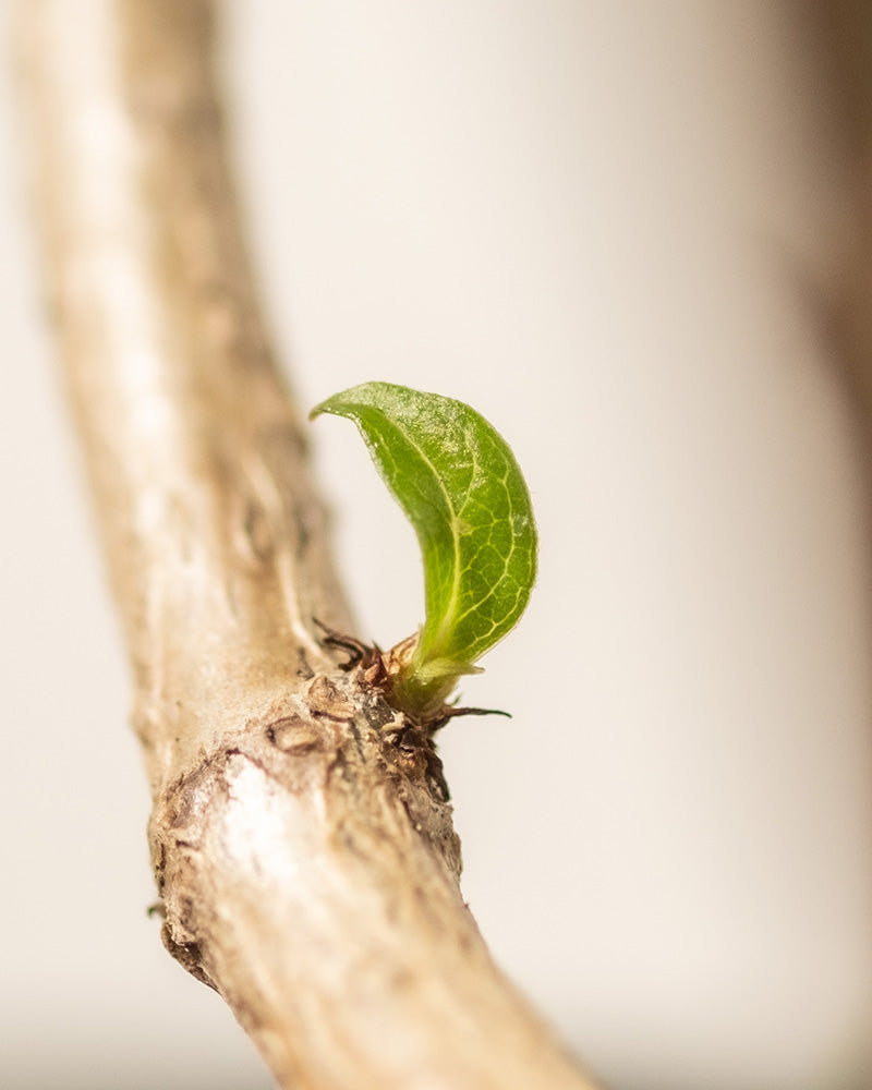 feey-gr-ne-rispenhortensie-little-lime-gartenpflanze image 7