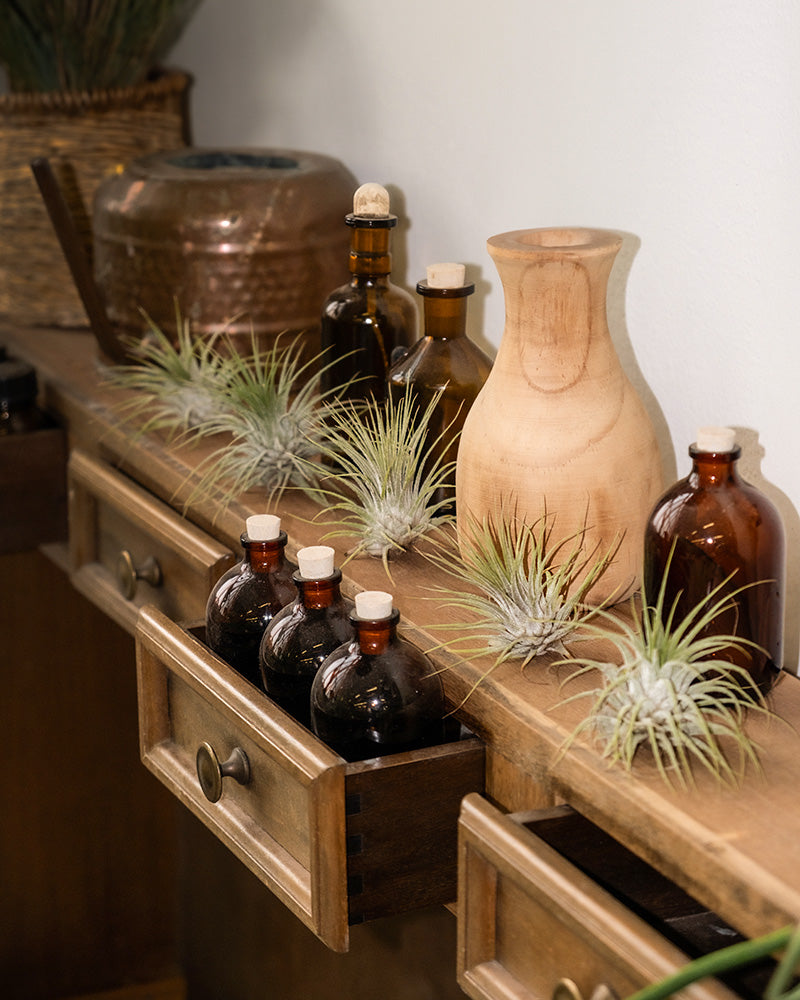 feey-luftpflanzen-tillandsia-ionantha-rubra-5er-set-klein image 4
