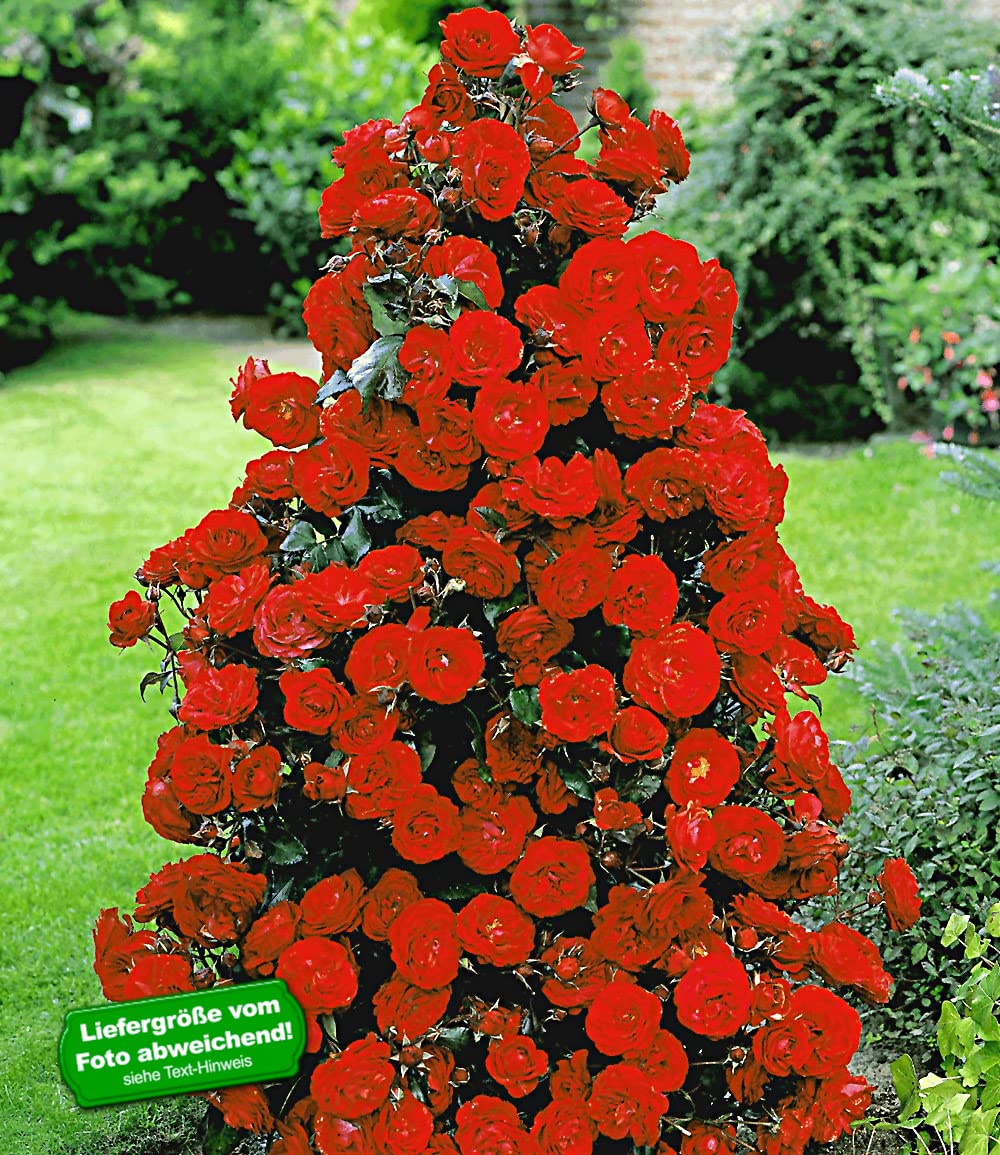 baldur-garten-rote-duft-strauchrose-pflanze-wurzelnackt image 2
