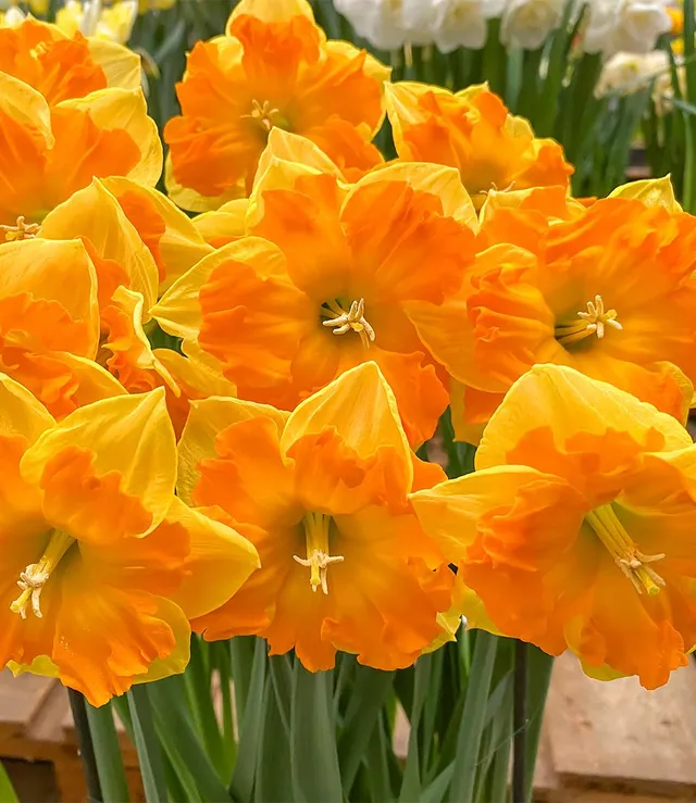 baldur-garten-8x-narzisse-outright-orange-blumenzwiebeln-12-14-cm image 1