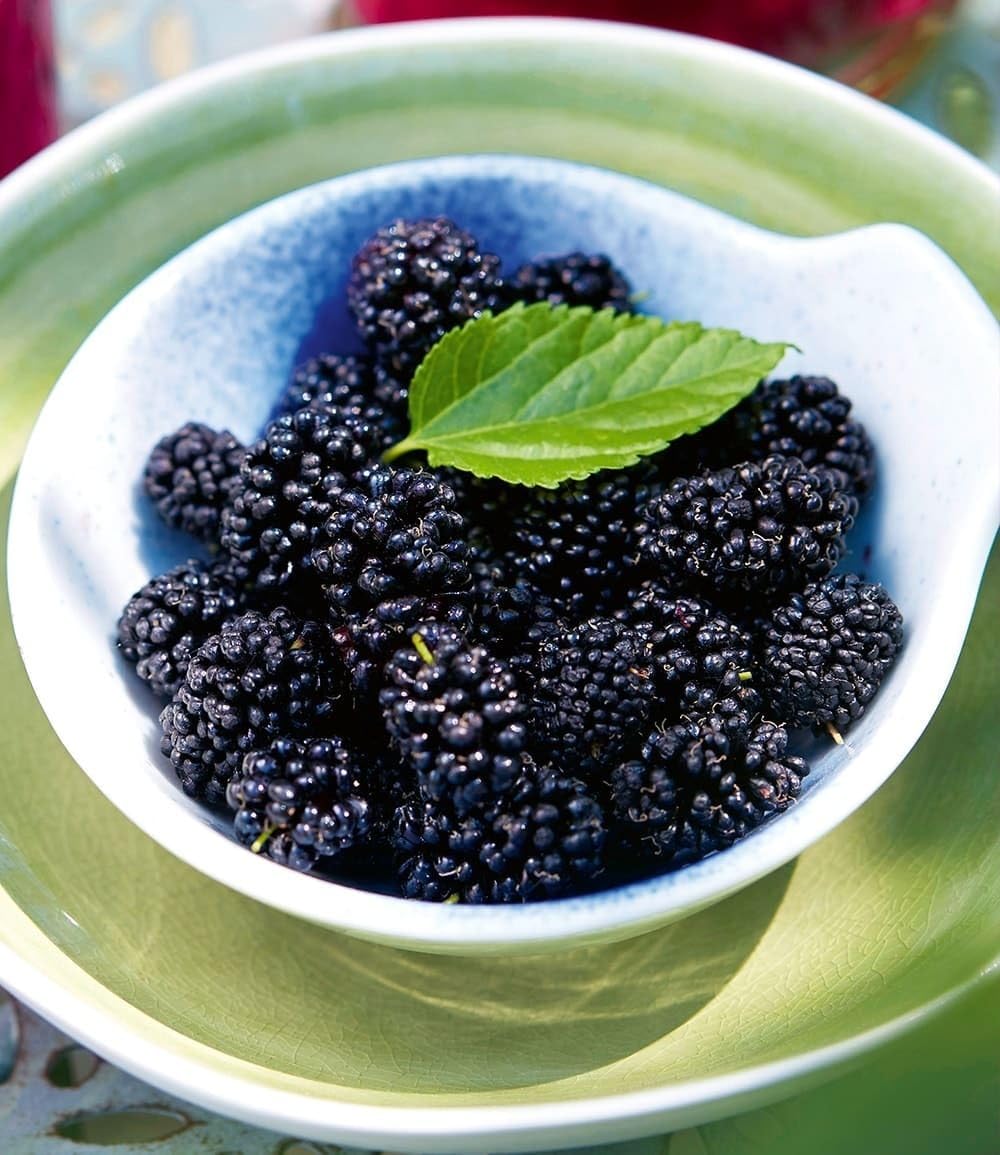 baldur-garten-maulbeere-bonbon-berry-pflanze-im-13-cm-topf image 3