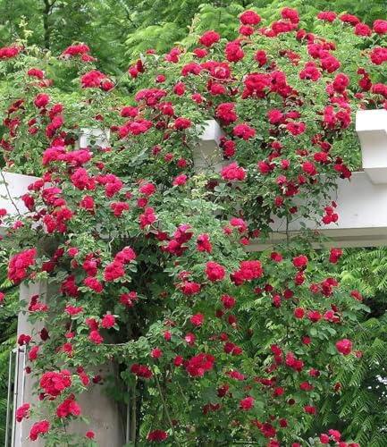 baldur-garten-rambler-rose-chevy-chase-wurzelballiert image 5