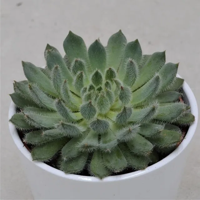 pasiora-echeveria-setosa-var-deminuta-sukkulente-12cm-topf image 1
