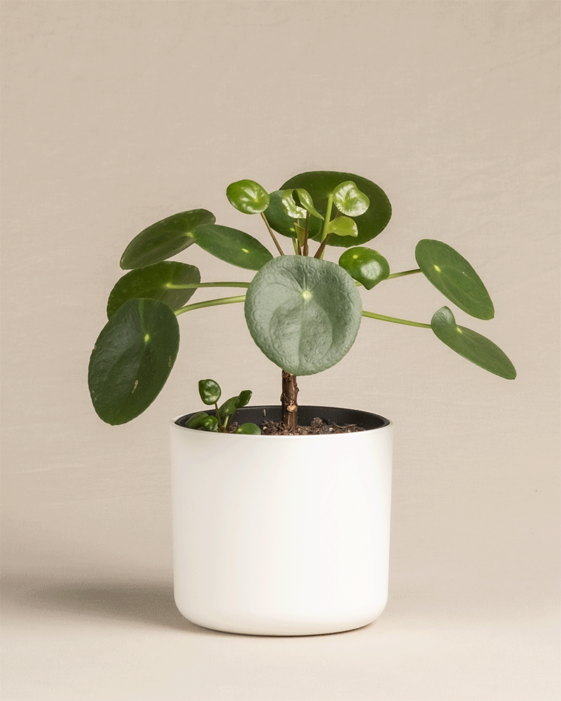 feey-ufopflanze-b-umchen-pilea-peperomioides-pancake-plant-klein image 8