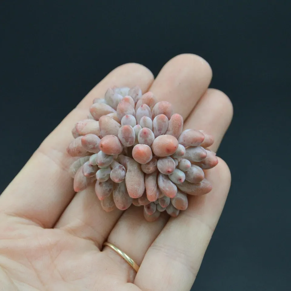 pasiora-pachyphytum-pink-lover-sukkulenten-steckling image 1