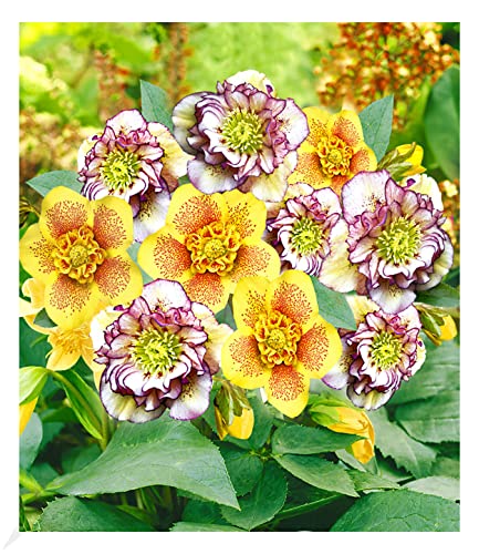 baldur-garten-gef-llte-christrosen-festival-mix-2er-set-9x9-cm-topf image 6