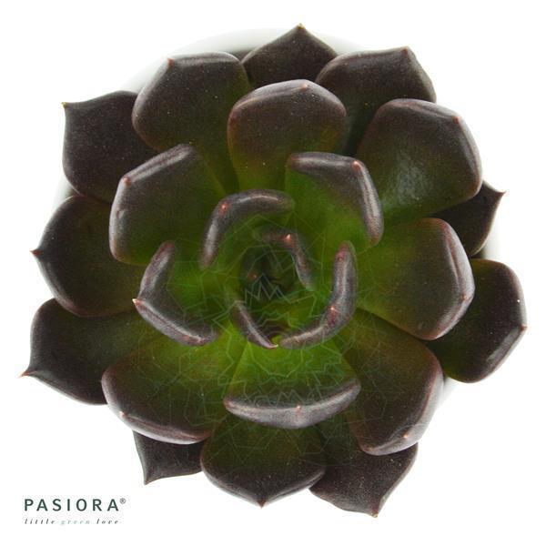 pasiora-echeveria-echoc-echeverie-hybrid-6cm-topf image 1