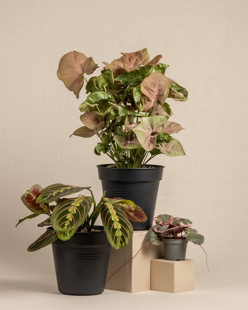 feey-farbenfrohes-pflanzen-trio-zimmerpflanzen-set-3-teilig image 3