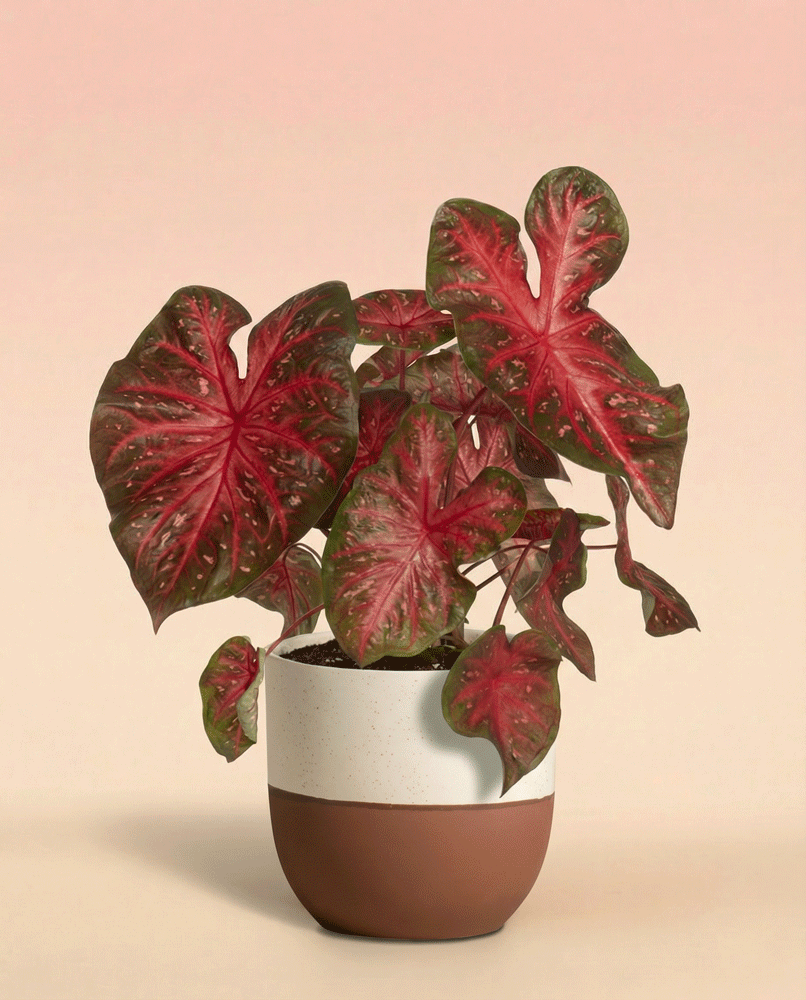 feey-caladium-red-flash-zimmerpflanze image 6