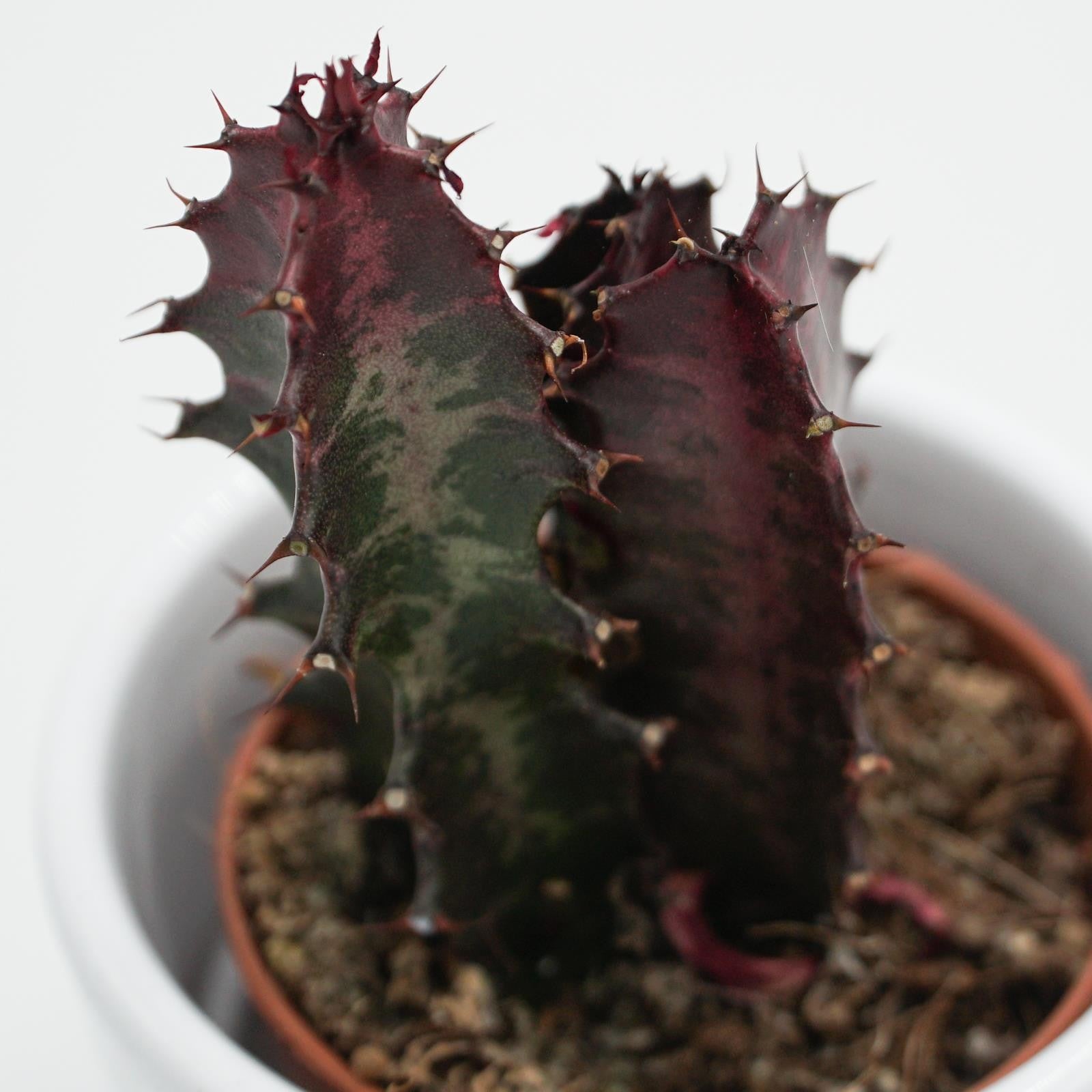 pasiora-euphorbia-trigona-rubra-sukkulente-5-5-cm-topf image 4