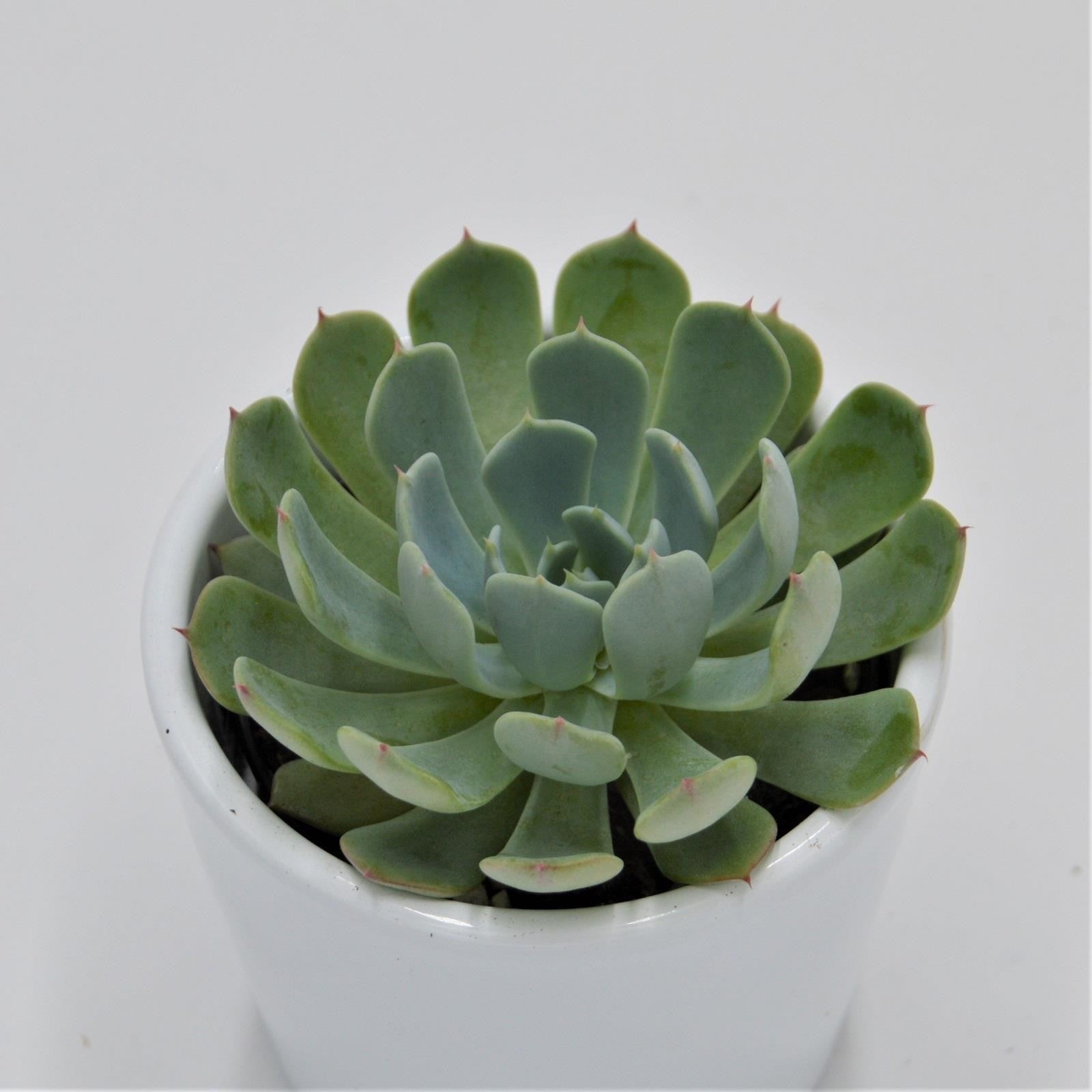 pasiora-echeveria-secunda-el-chico-sukkulente-6-cm-topf image 1