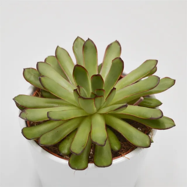 pasiora-echeveria-magma-pearl-echeverie-12cm-topf image 1