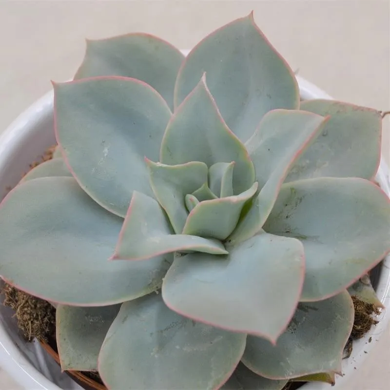 pasiora-echeveria-cansu-sukkulente-9-cm-topf image 1