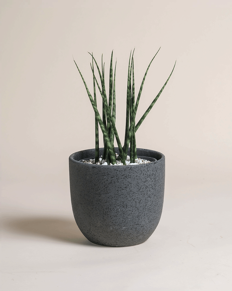 feey-sansevieria-mikado-bogenhanf image 5