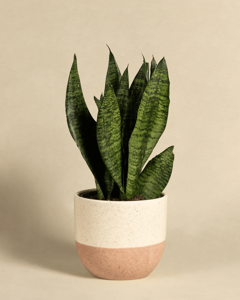 feey-gr-ne-schwiegermutterzunge-sansevieria-klein image 5