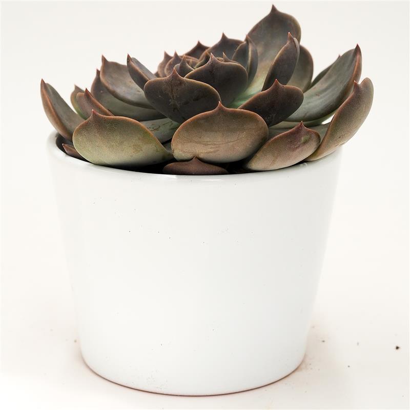 pasiora-echeveria-marrom-echeverie-sukkulente-10-5-cm-topf image 3