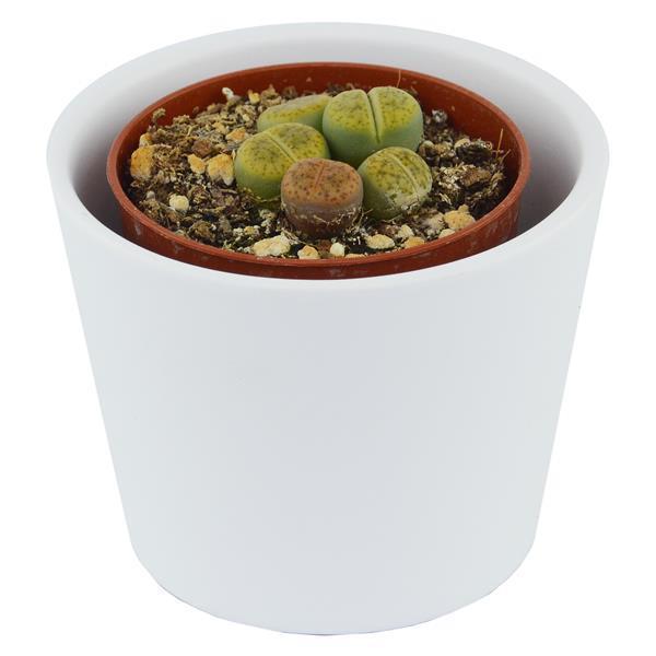 pasiora-lithops-ssp-lebende-steine-sukkulente-5-5-cm-topf image 8
