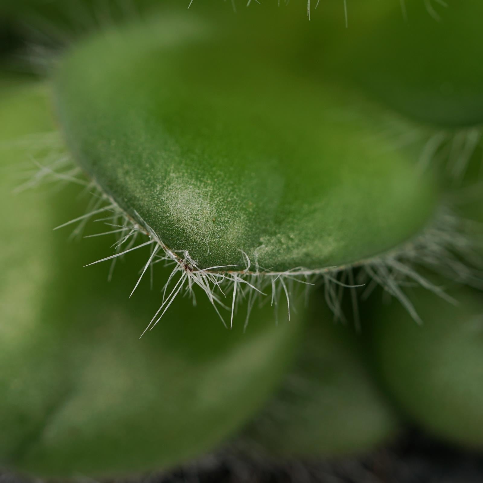 pasiora-crassula-capitella-v-setosa-dickblatt-8-5-cm-topf image 3