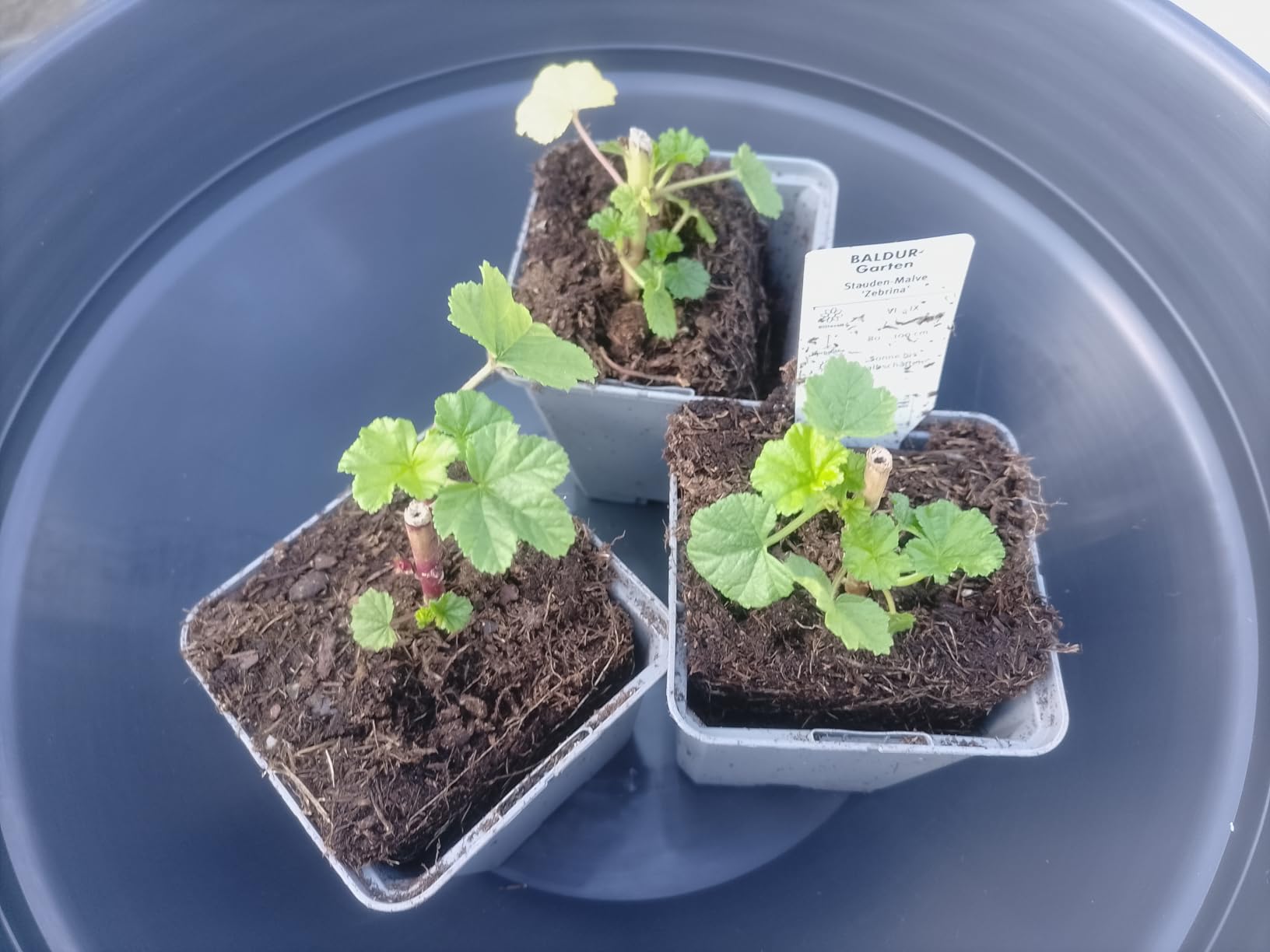 Wunderschöne gestreifte Blüten