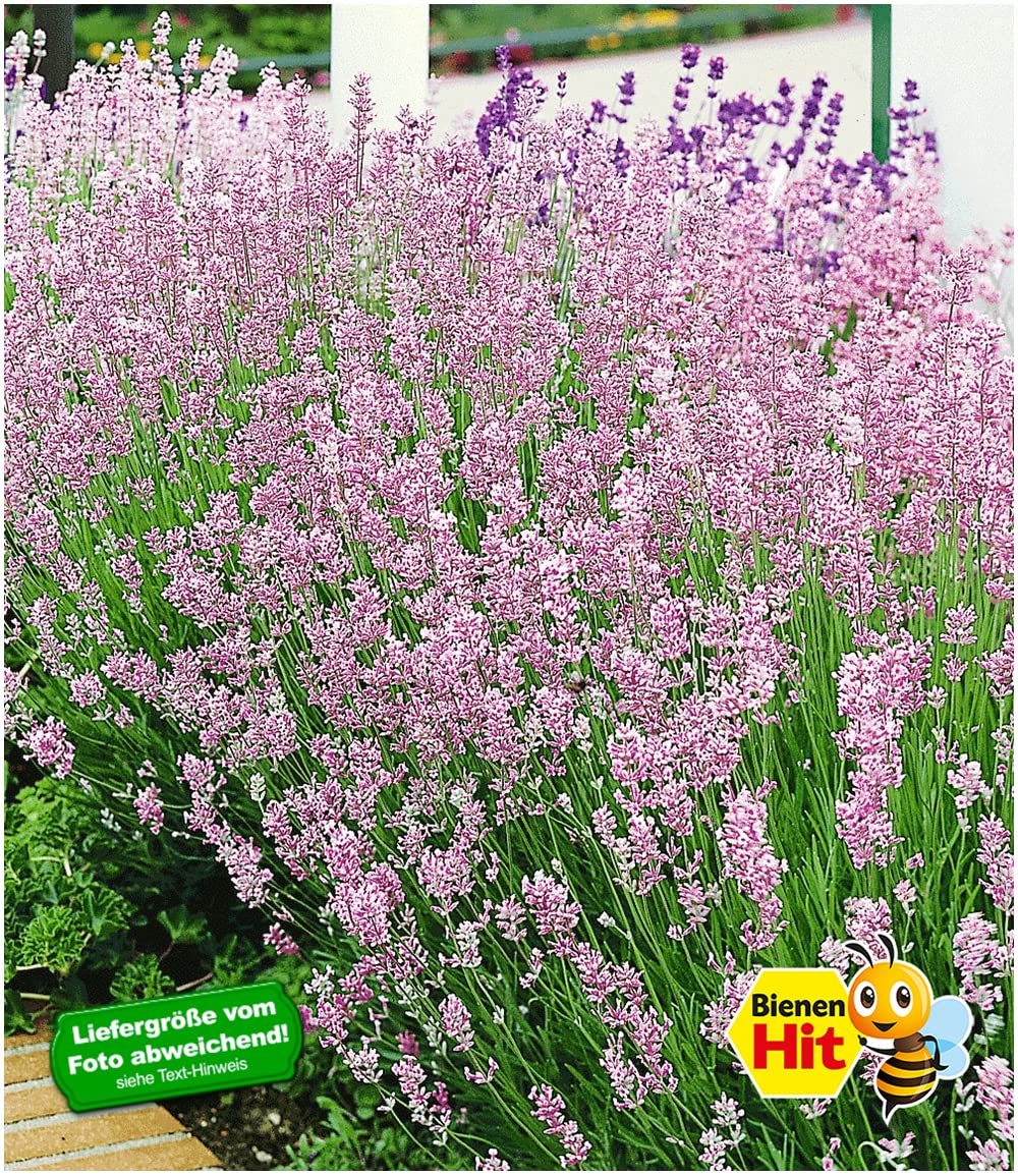 baldur-garten-duft-lavendel-rosa-3x-lavandula-angustifolia-im-9x9-cm-topf image 2