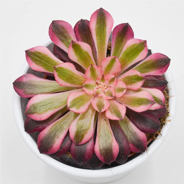 pasiora-aeonium-red-copper-rosetten-dickblatt-8-5cm-topf image 1