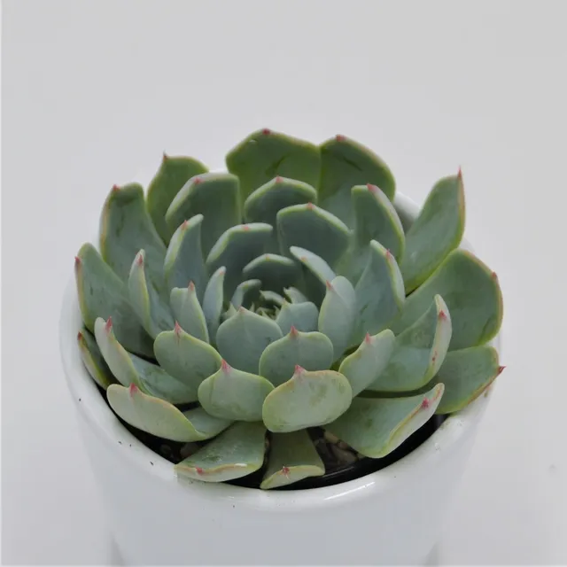 pasiora-echeveria-secunda-tarajal-sukkulente-6cm-topf image 1