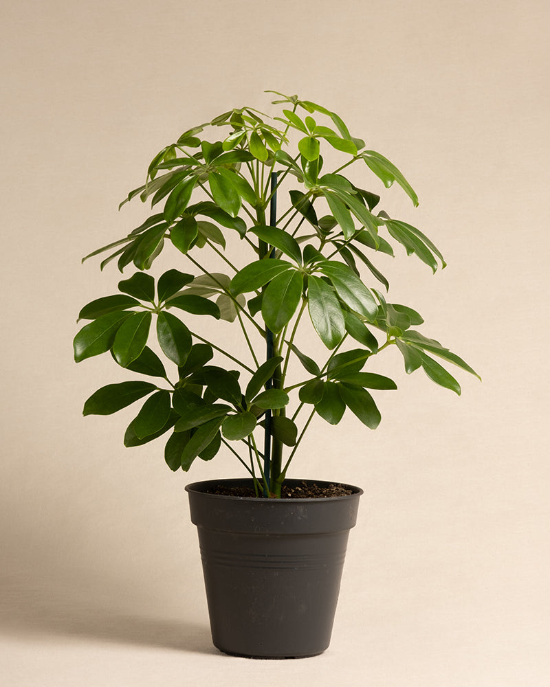 feey-schefflera-arboricola-strahlenaralie-zimmerpflanze-im-16er-topf image 3