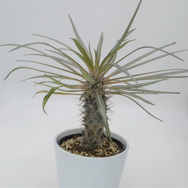 pasiora-pachypodium-geayi-sukkulente-12cm-topf image 1