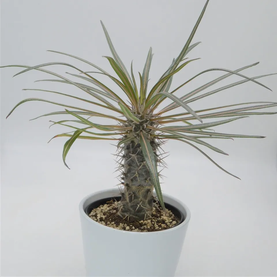 pasiora-pachypodium-geayi-sukkulente-12cm-topf image 1