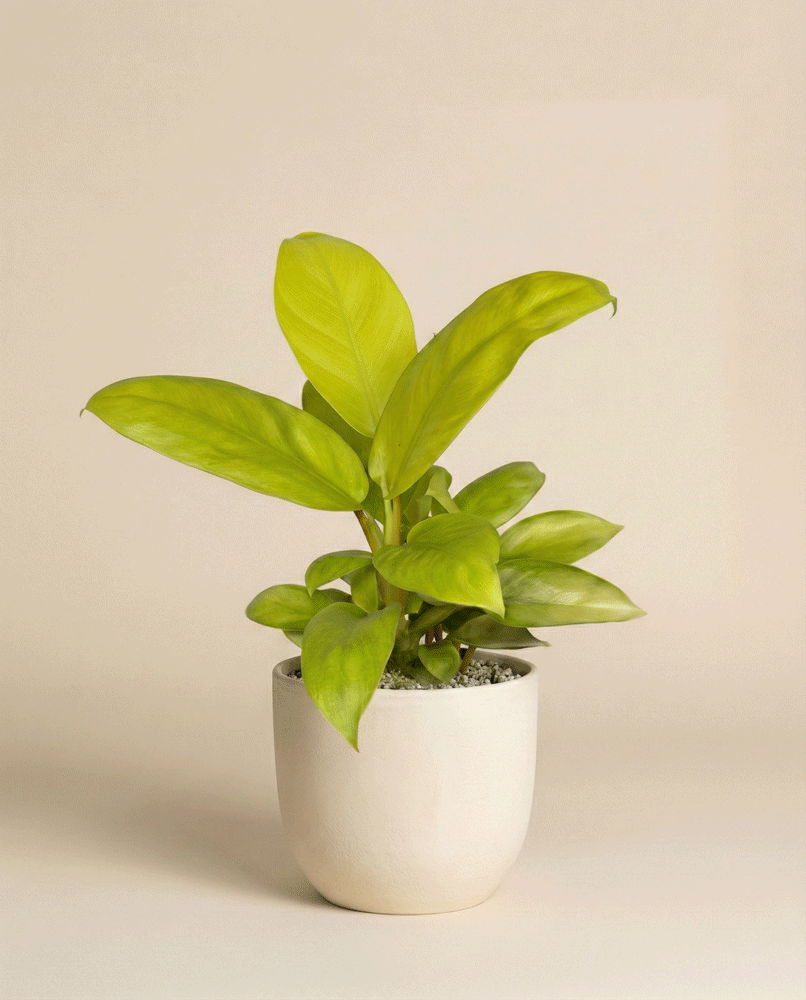 feey-philodendron-ceylon-gold-gelb-gr-ne-h-ngepflanze image 4