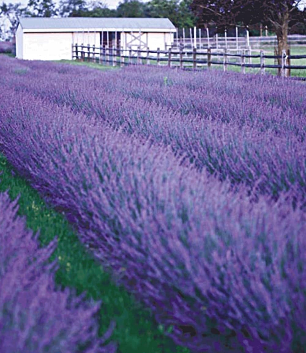baldur-garten-lavendel-phenomenal-duftlavendel-3x-im-9x9-cm-topf image 3