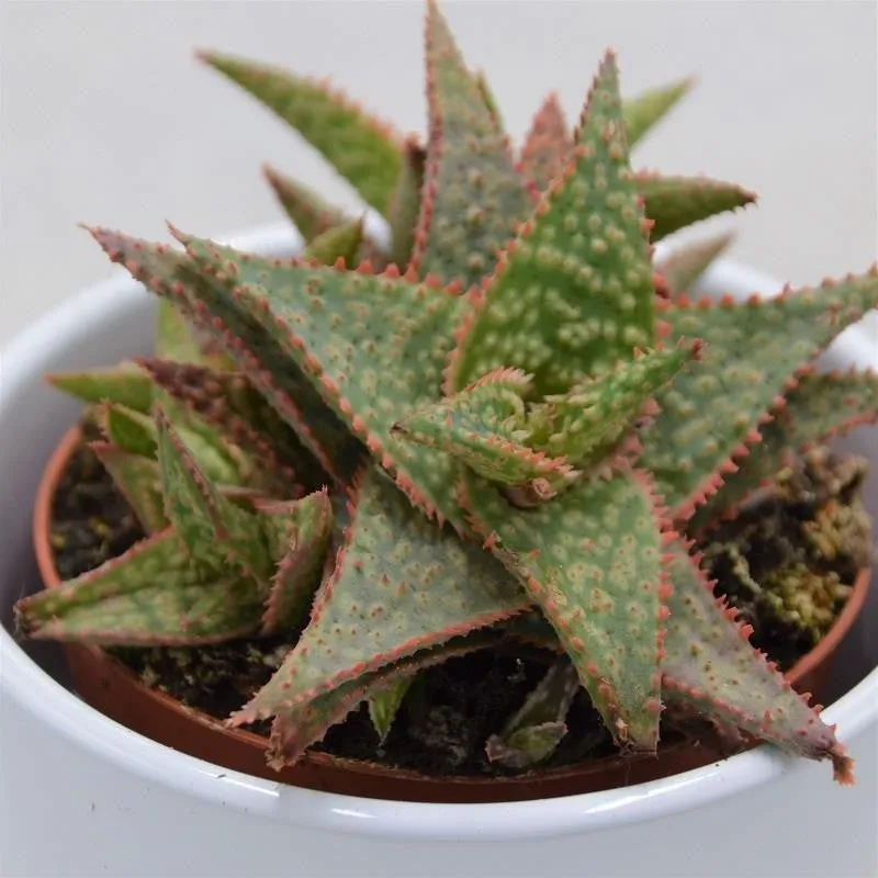 pasiora-aloe-red-shade-sukkulente-8-5cm image 1