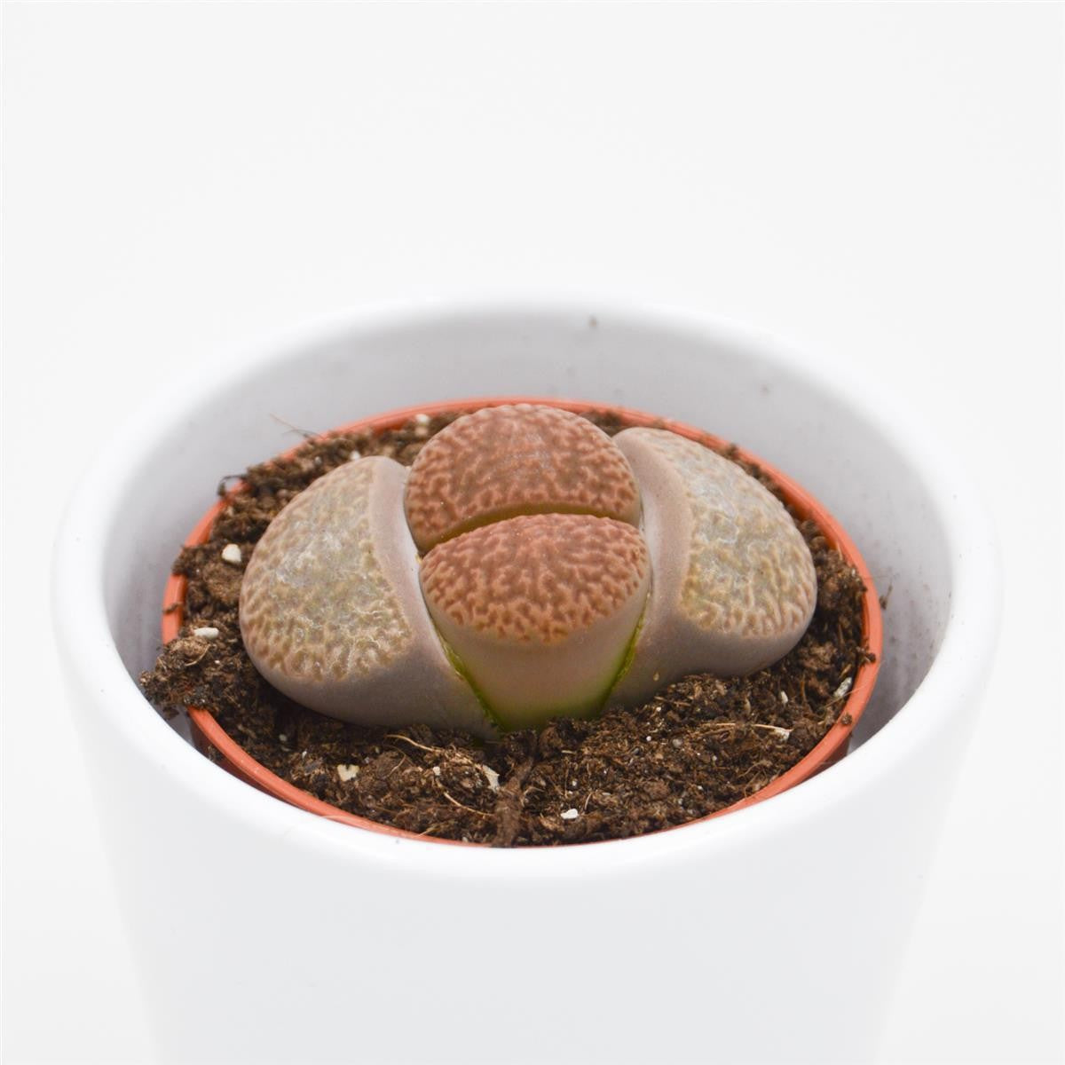 pasiora-lithops-ssp-lebende-steine-sukkulente-5-5-cm-topf image 2