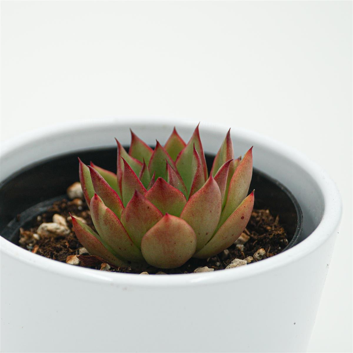 pasiora-echeveria-giselle-sukkulente-9cm image 1