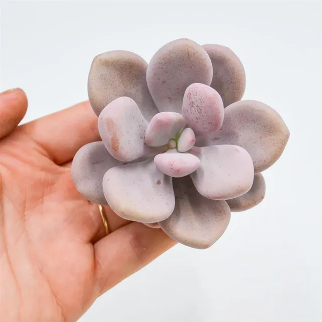 pasiora-graptopetalum-amethystinum-sukkulenten-steckling image 1