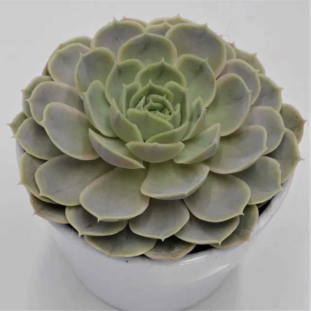 pasiora-echeveria-derenceana-sukkulente-im-12cm-topf image 1