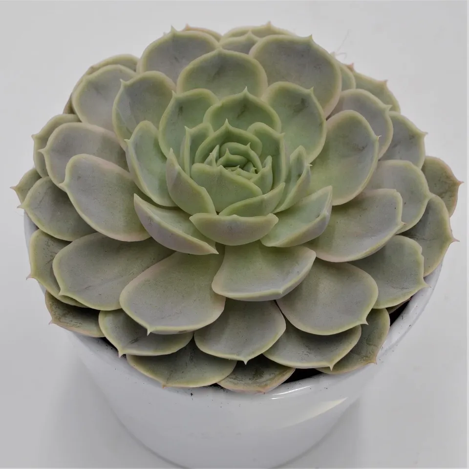 pasiora-echeveria-derenceana-sukkulente-im-12cm-topf image 1