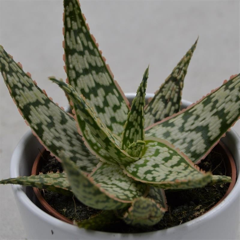 pasiora-aloe-pink-blush-sukkulente-10-5cm-topf image 1