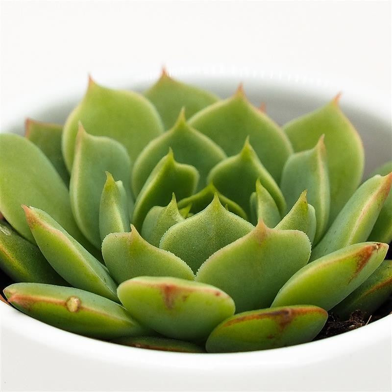 pasiora-echeveria-ramilette-sukkulente-5-5cm-topf image 1